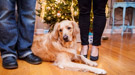 Family Portrait Christmas Photography in Wauwatosa, WI