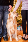 Family Portrait Christmas Photography in Wauwatosa, WI