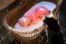 Milwaukee Area Newborn Lifestyle Photograhgy